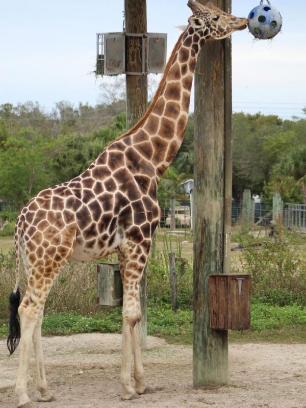 Au coeur du zoo : Tampa