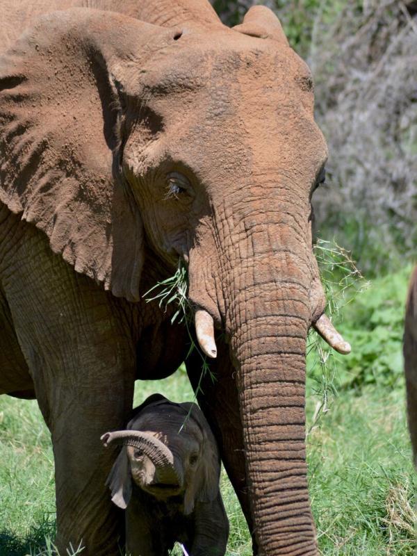 Nature's Epic Journeys