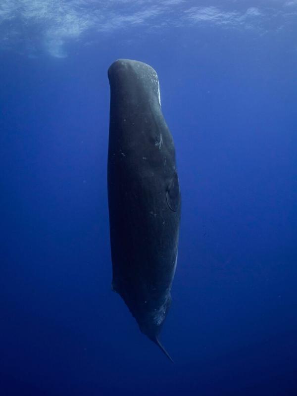 Les îles sauvages de l'océan Indien