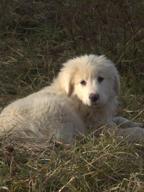 Chiots & chatons, 3 mois pour devenir grand