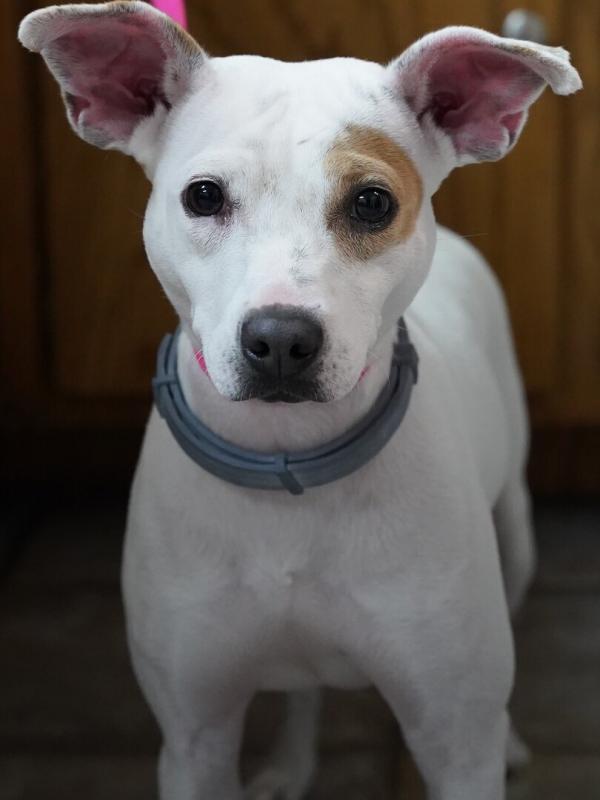 Critter Fixers : Vétos de choc