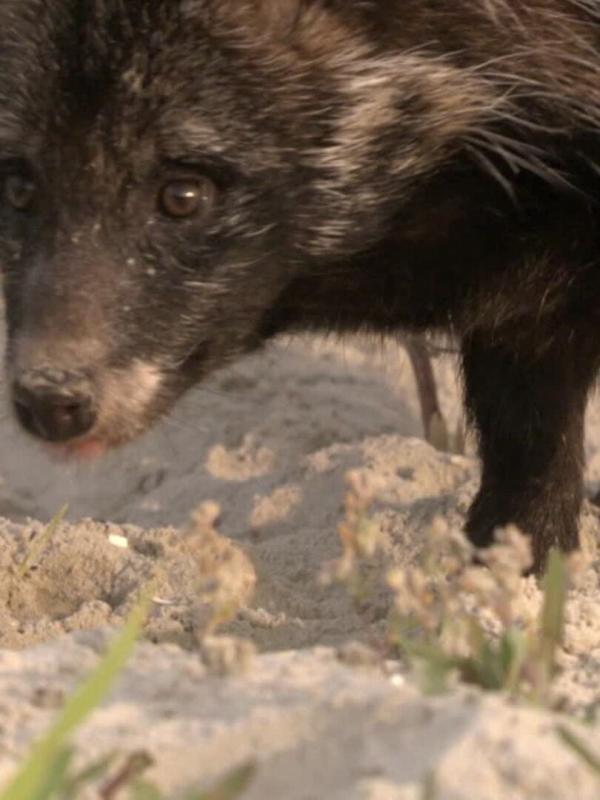 Le livre de la jungle : mission safari S1 E22