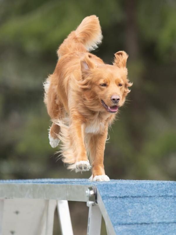 The Pet Show