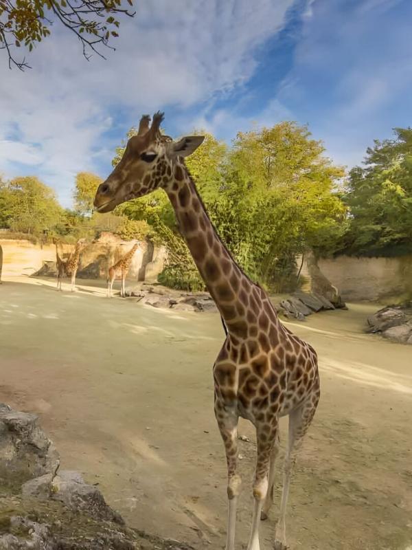 Zoo : le défi de demain