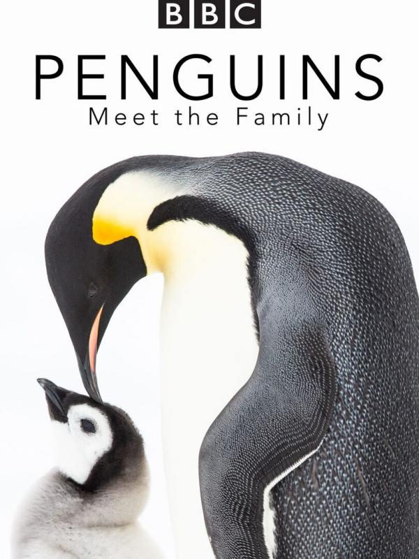 Manchots, une histoire de famille