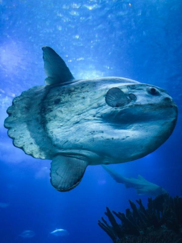 Merveilles de la vie sous-marine