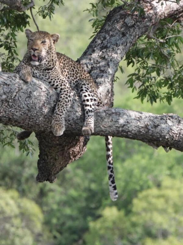 La solitude du léopard