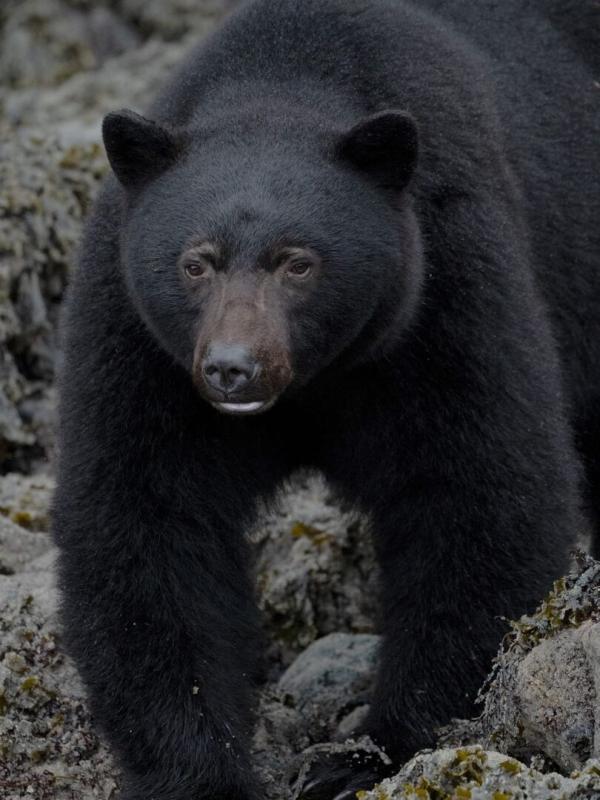 Les îles, laboratoires de la nature