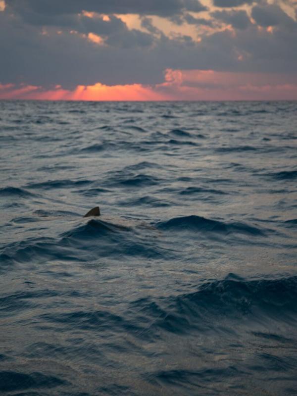 La nuit des requins-tigres