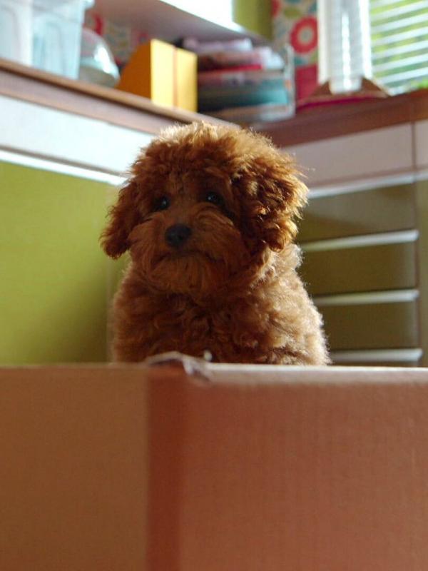 Waffle, le chien waouh S1 E4