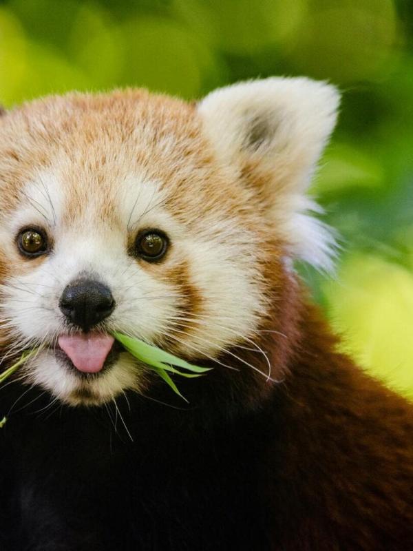 100 jours au zoo du Pal