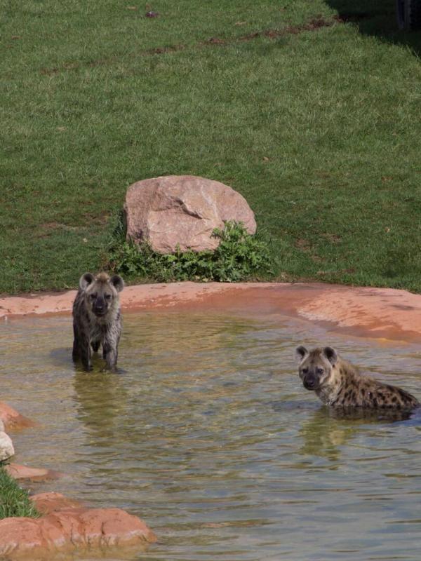 Au coeur du zoo