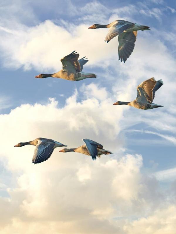 Laisse entrer la mer