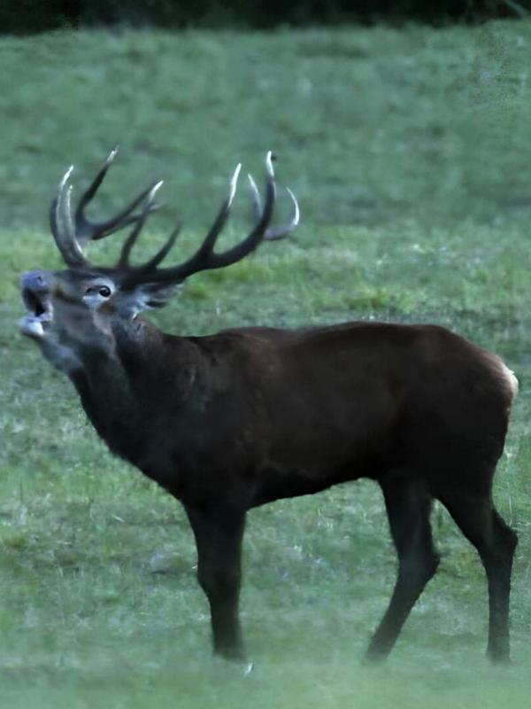 Cerfs & stratégies