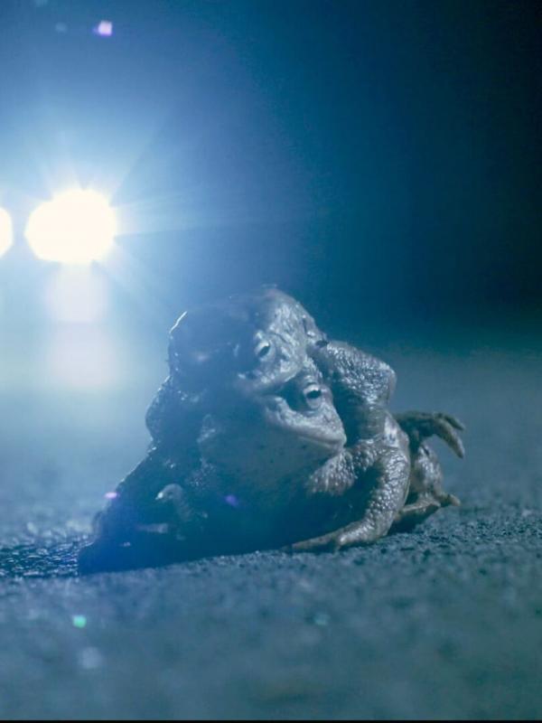 Attention ! Passage d'animaux : Quand la faune croise nos routes