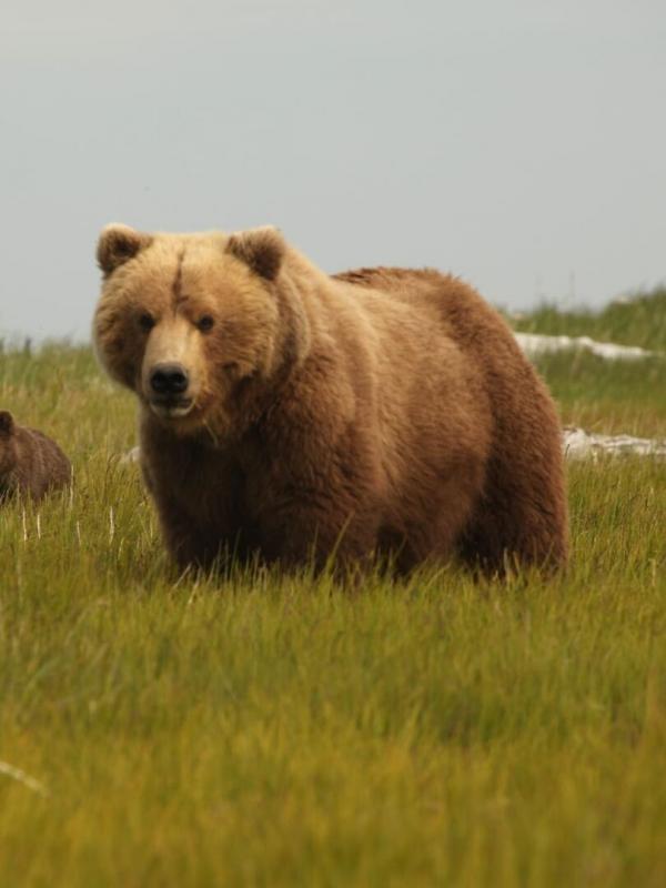 Destination Wild : Alaska à l'état sauvage