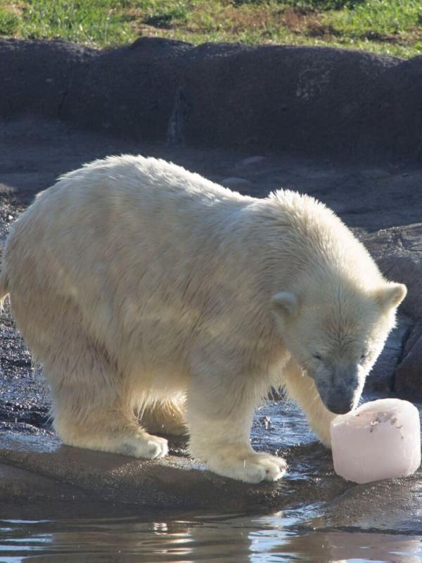 Au coeur du zoo