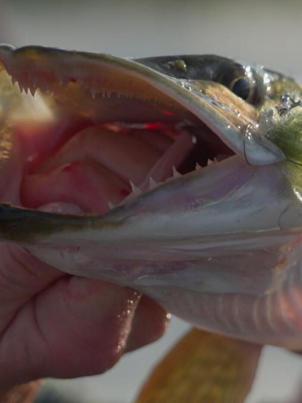 La quête des poissons trophées