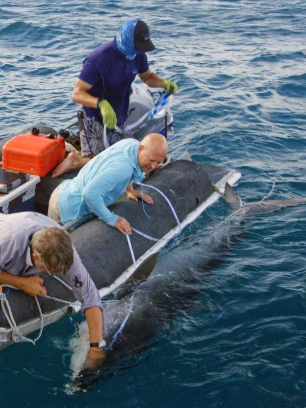 Les prédateurs de la Grande Barrière de corail
