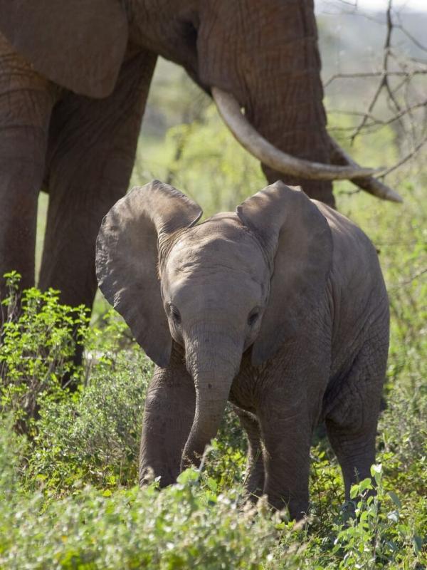 The Secret Life of Elephants