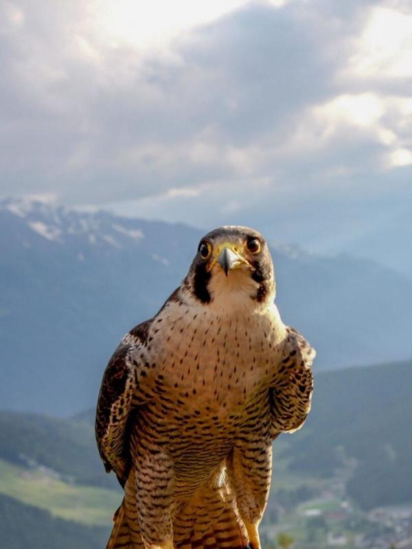 Naturparadies Seefeld - Im Reich des Wanderfalken