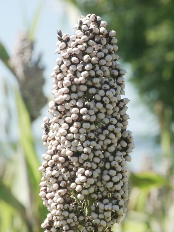 Alimentation : l'avenir en céréales ?