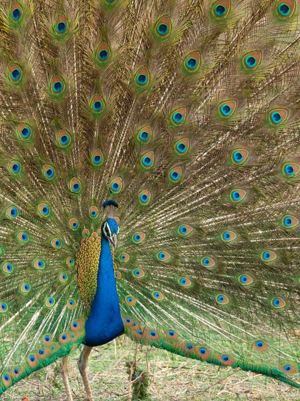 Attenborough's Life in Colour