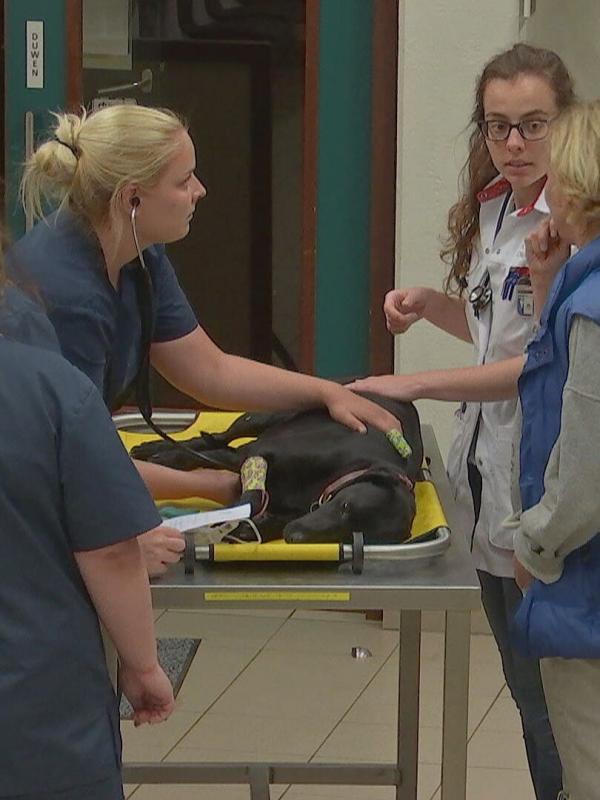 Dierendokters 24/7