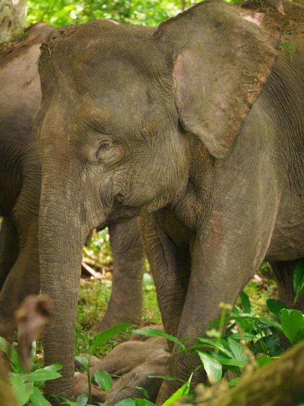 Les îles, laboratoires de la nature