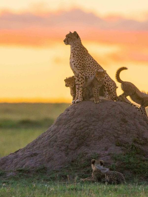 Die fünf Geparde - Gemeinsam durch die Serengeti