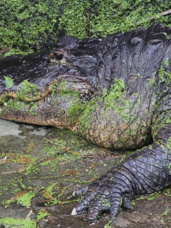 Au coeur du zoo : Tampa