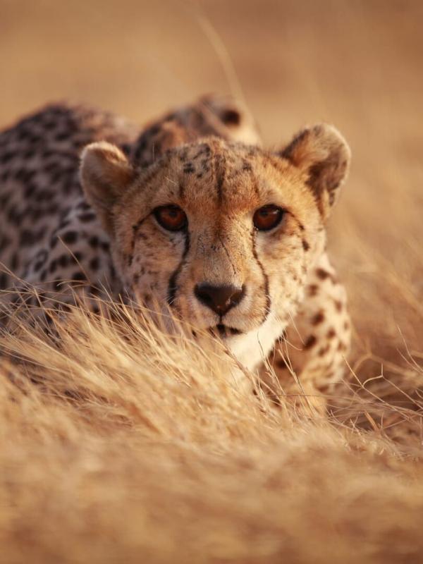 Refuges pour animaux sauvages