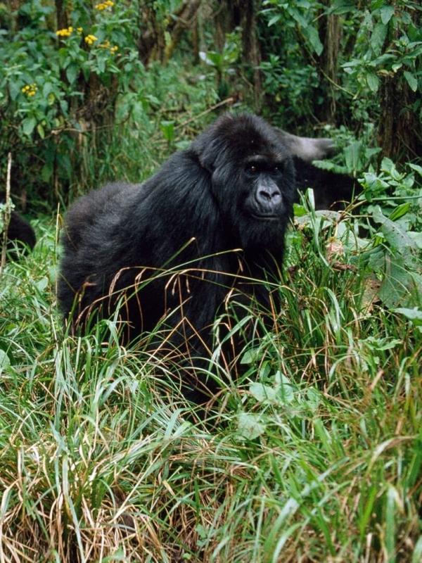 Le royaume des singes