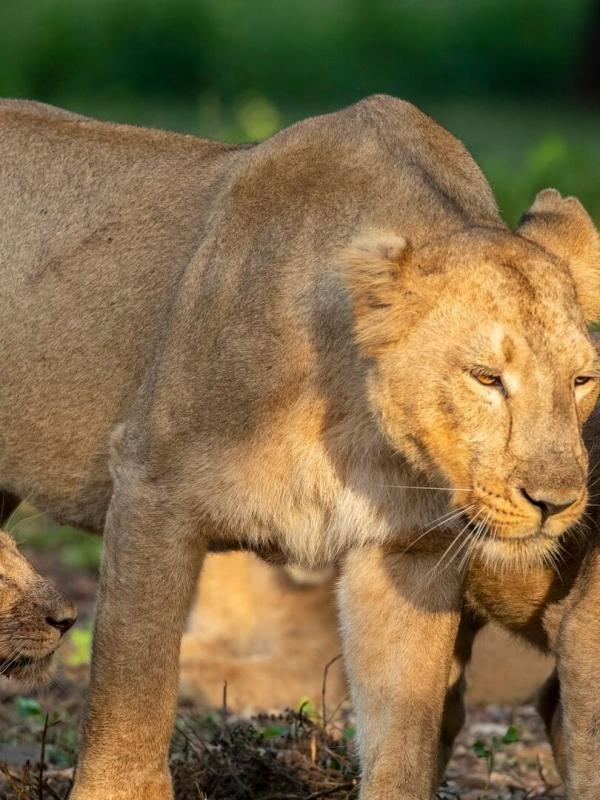 Dynastie de lionnes : Les héritiers face au destin