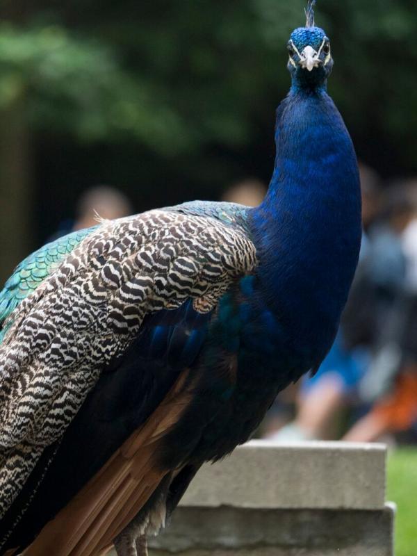 Au coeur du zoo de New York