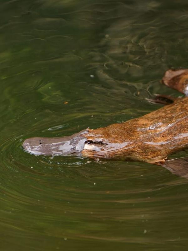 Champion de la survie