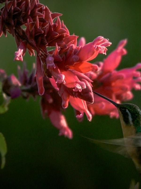 Le jardin extraordinaire