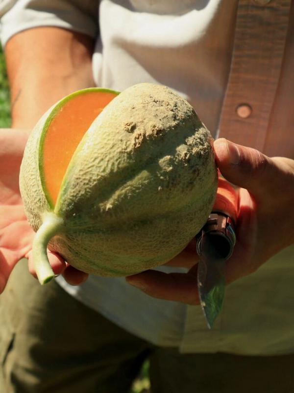 La cuisine provençale