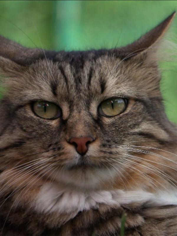 Heureux comme un chat