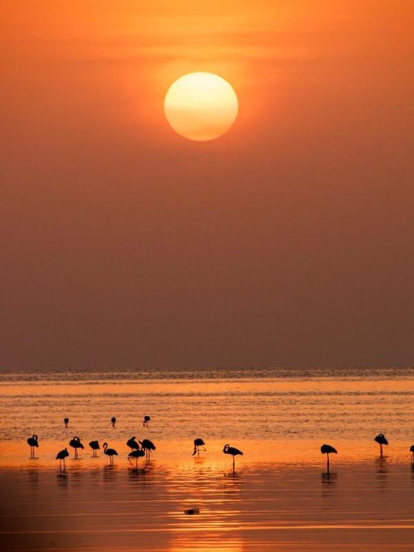 Oman sauvage