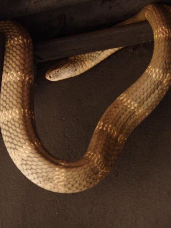 Snakes in the City