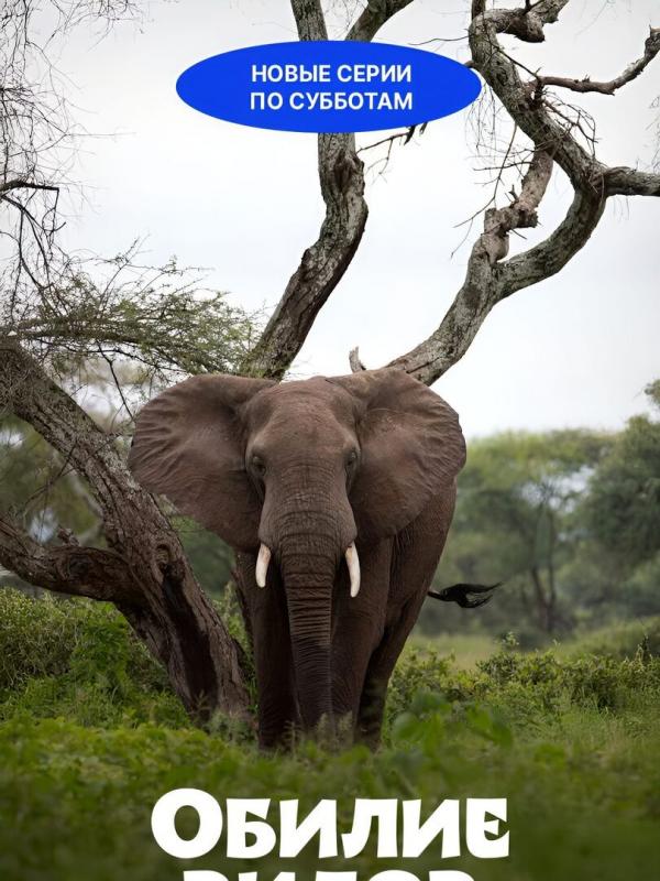 Afrikas Ikonen der Tierwelt