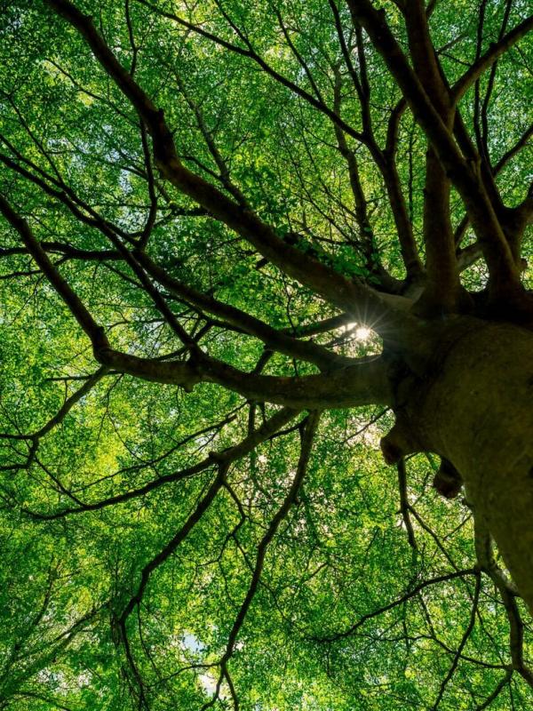 Curieux de Nature