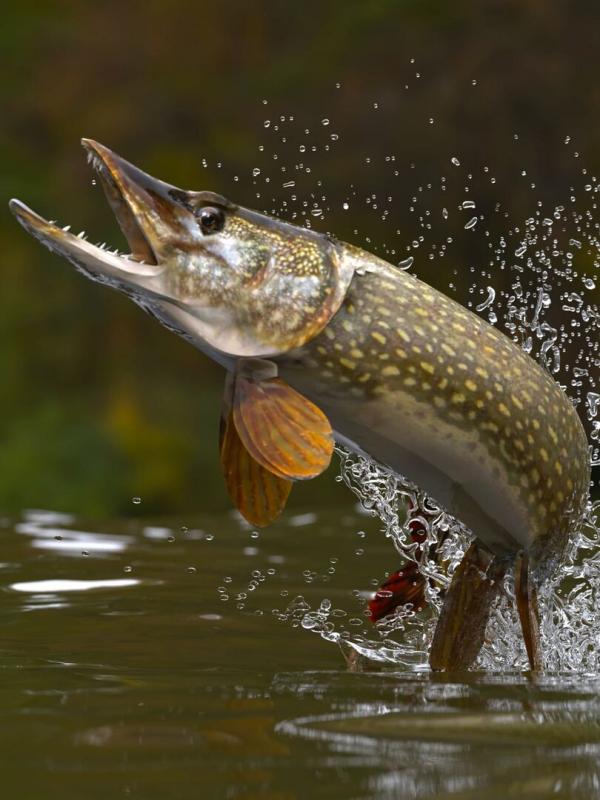 J'irai pêcher chez vous