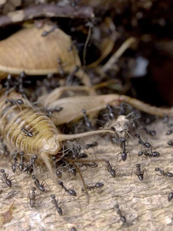 Les réseaux sociaux des animaux