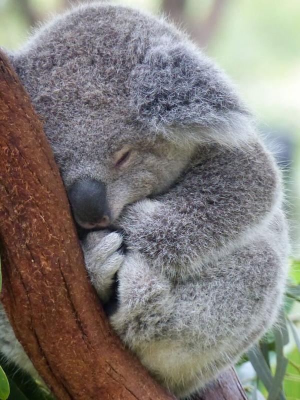 Australie : urgences faune sauvage