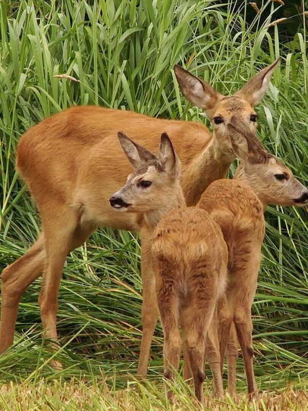 Animaux, l'art d'être parent