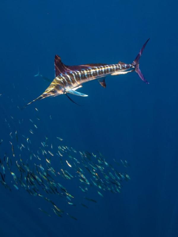 Fish Forever