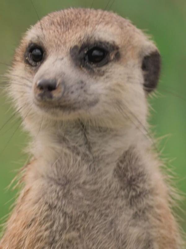 Le clan des suricates, nouvelle génération