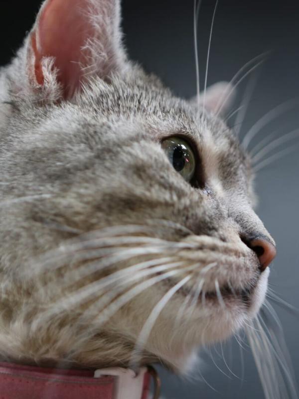 Hell's Cat : mon chat est un cauchemar